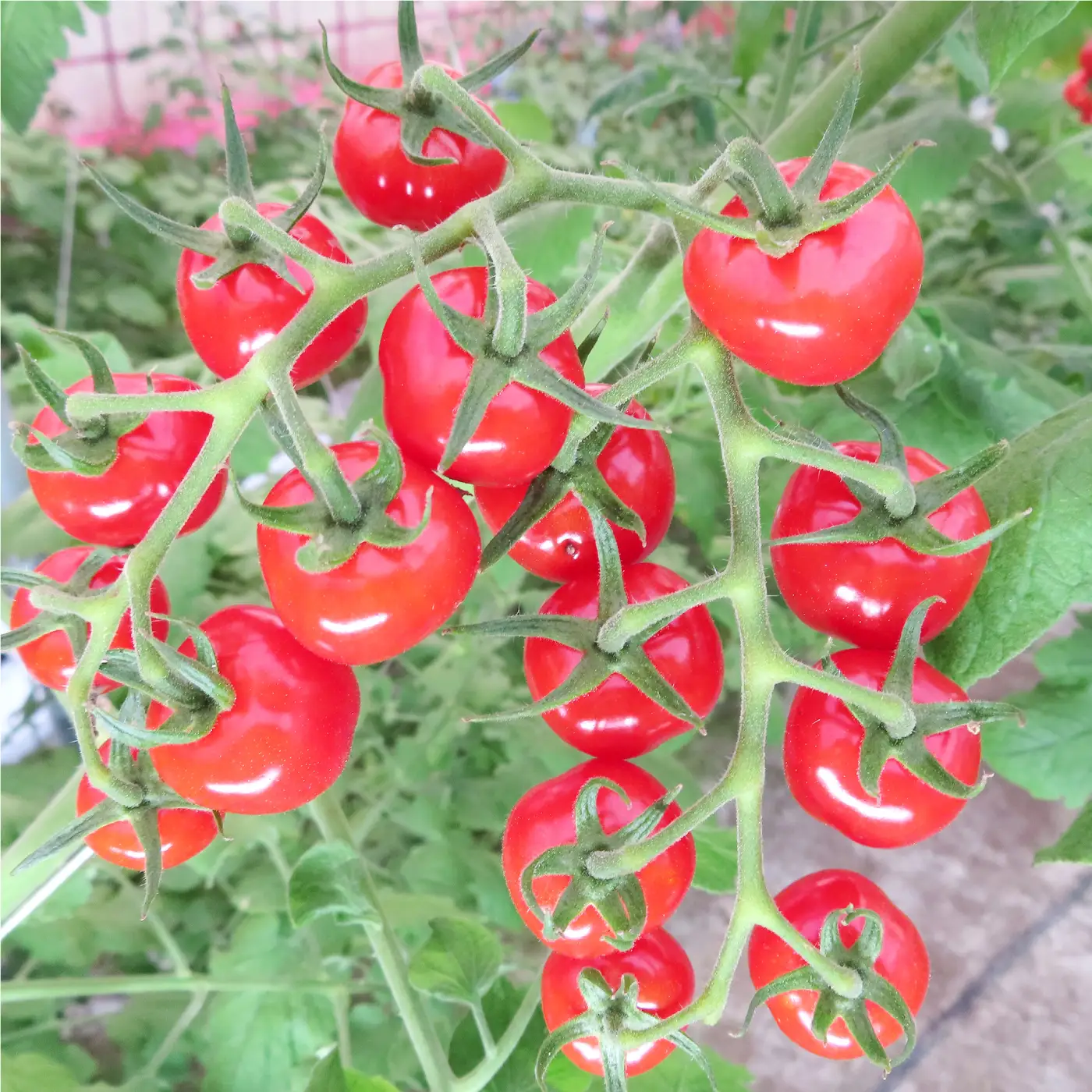 先行予約 数量限定!!うす皮 薄皮 フルーツミニトマト「華の妖精」1kg