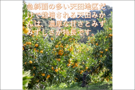 【0615-4】希少！天田みかん（紀州和歌山）A級5kg