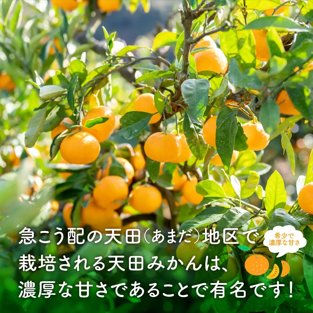 【0616-3】希少！天田みかん（紀州和歌山）A級10kg