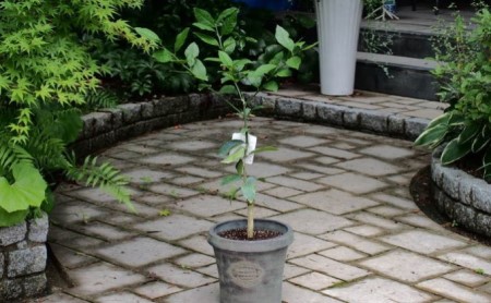 苗木 レモン レモンの木 鉢植え アンティーク風 鉢 27cm ※配送不可:北海道、沖縄、離島 