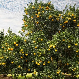 【令和9年1月下旬以降発送】＜訳あり＞ぽんかん５kg（オレンジ園） デコポンの親 みかん ミカン 果物 果実 柑橘 フルーツ ポンカン でこぽん おやつ デザート 甘い 美味しい 家庭用 名物 国産【R01080】