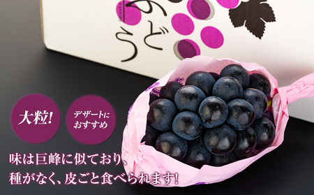 ぶどう ナガノパープル 2kg 葡萄 ブドウ 長野パープル 果物 くだもの フルーツ 旬の果物 旬のフルーツ 信州 長野 長野県