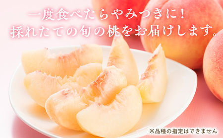 もも 3kg 11玉以上 信州のもも 桃 モモ 果物 くだもの フルーツ 旬の果物 旬のフルーツ 信州 あかつき 白桃 白根白桃 黄金桃 川中島白桃 信州 長野 長野県