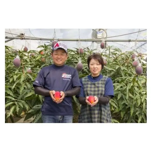 【先行予約】『川崎農園』完熟マンゴー 西都市 産生産者直送 2026年発送＜11-1a＞