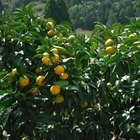 西都市産 極早生～早生みかん 5kg 【先行予約】＜26-1a＞