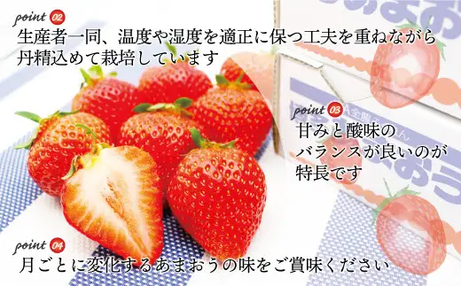 【2027年2～4月発送】博多あまおう2パック3回定期便 約500g×3回[H5352]