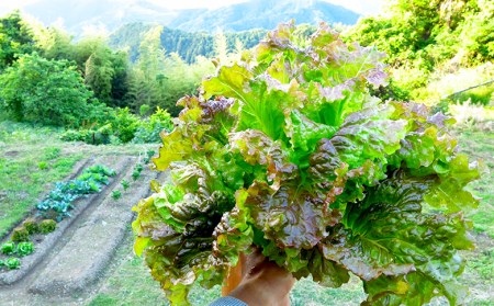 【 栄養剤 】 栄養剤園芸