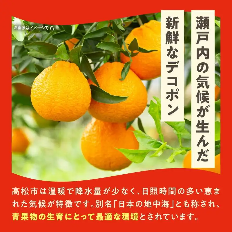 高松産季節の果物＜ハウスデコポン＞約2.8kg【2026年12月中旬～2027年3月中旬配送】