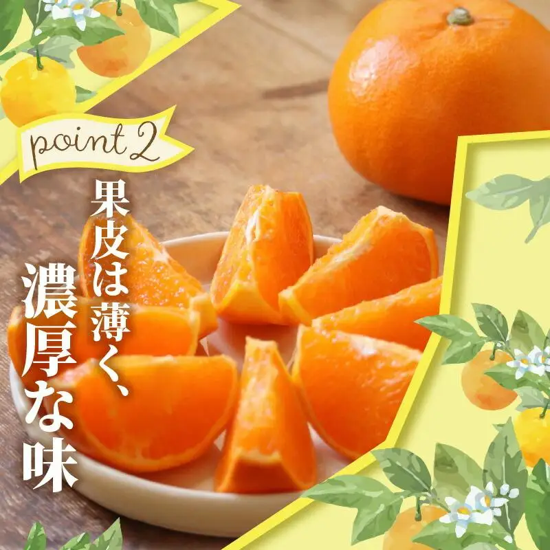 ハウスせとか　約2.8kg【2027年1月下旬～2027年2月下旬配送】