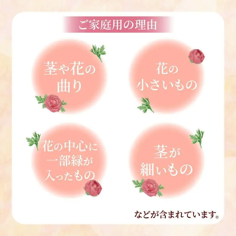 ご家庭用 ラナンキュラス「桃色系てまり」切花 切花50本(長さ25～50cm)【2027-1月中旬～2027-4月上旬配送】
