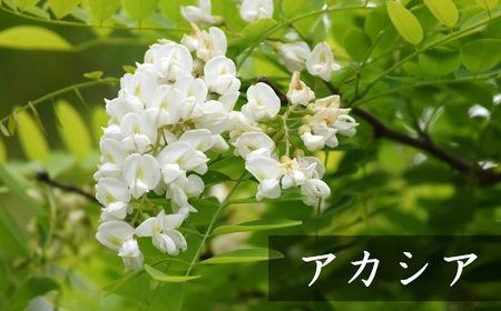 【令和7年産・数量限定】国産 非加熱 純粋はちみつ 300g×2種類（アカシア蜜・黒花槐蜜）食べ比べセット 柏崎産[Y0450]