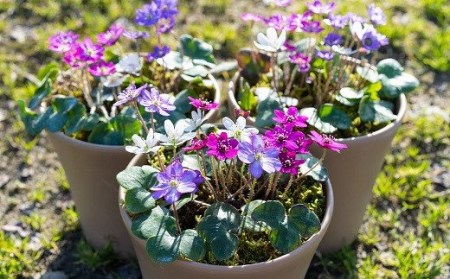 【先行予約・数量限定】春を告げる雪割草 3株（160型プラ鉢入・ プレート1枚付）[ZB227]