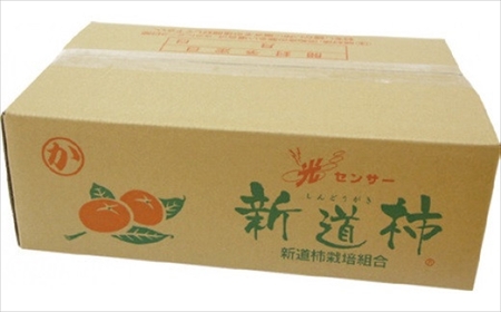 【先行予約・令和8年秋発送】とろける甘みの新道柿 5kg 種なし柿[ZB119]