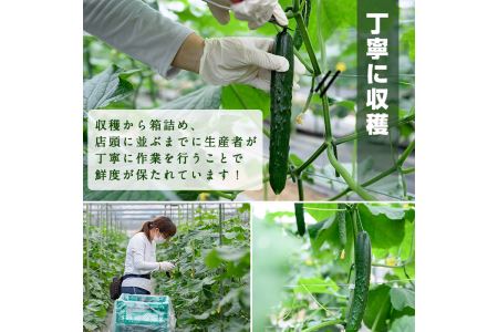 宮崎県産きゅうり(5kg)野菜 やさい 旬 新鮮 サラダ キュウリ 胡瓜 冷蔵 宮崎県産【NS-1】【中澤農園】