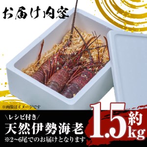 ＜数量限定＞天然！門川町産活き伊勢海老(計1.5kg・約2～6尾)エビ えび 刺身 魚介 海鮮 朝獲れ 国産【O-6】【門川漁業協同組合】