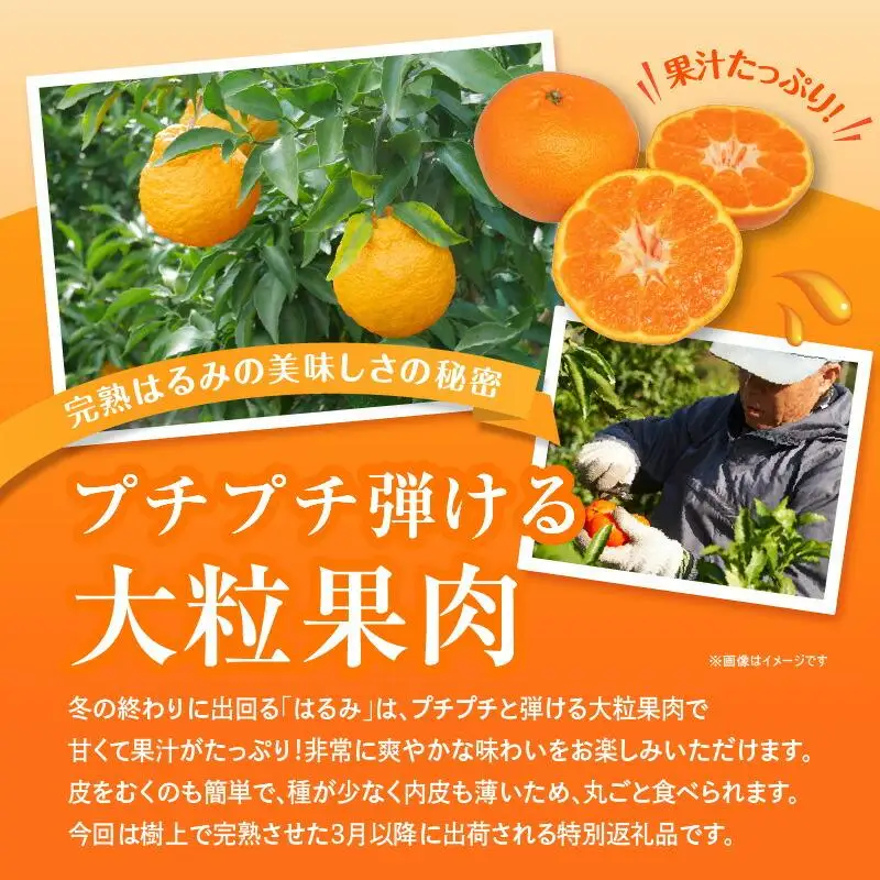 完熟 はるみ 約2.5kg【2027-2月下旬～2027-3月下旬配送】