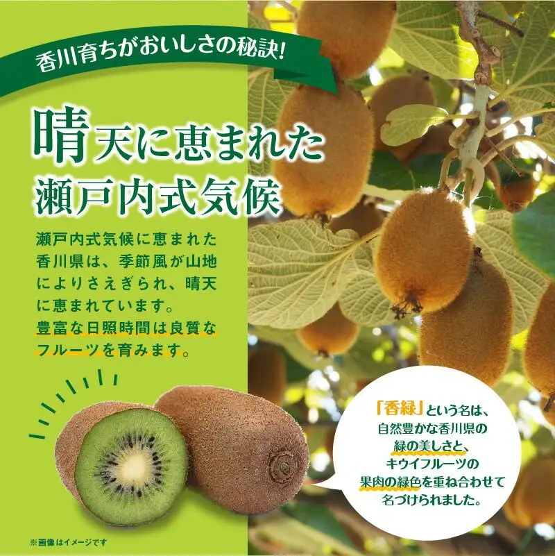 訳あり 無選別品 香川県オリジナル品種　香緑キウイ　約1.5kg【2026年12月上旬～2027年3月下旬配送】