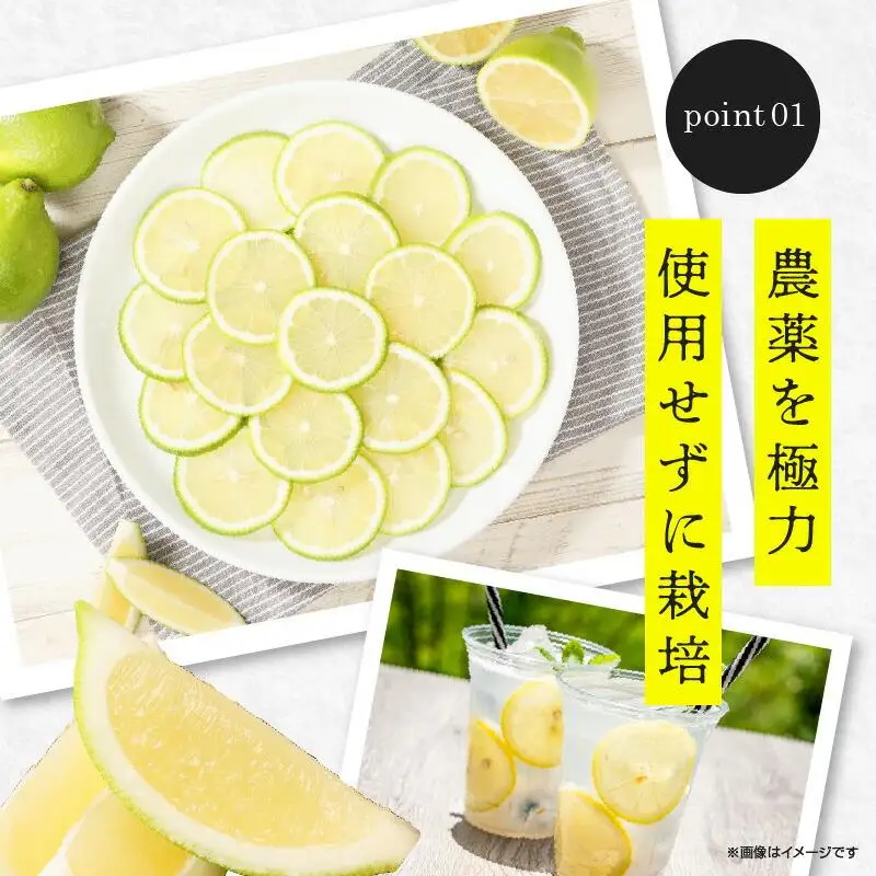 レモン　約2kg【2026年11月下旬～2027年4月上旬配送】