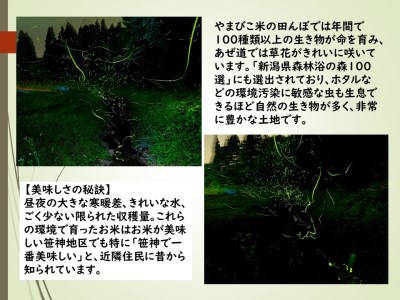 【令和7年産】コシヒカリ「やまびこ米」 5kg 玄米黒酢農法 金賞受賞 特別栽培米 白米 精米 農家直送  新潟県 米 こめ コメ 1P02015