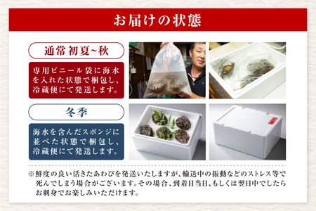 活あわび 8cm×4枚 280～320g (1個70～80g）あわび アワビ 20-01