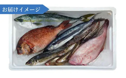 香住の朝獲れ地魚セット 期間限定 4～5種類詰め合わせ 1.5kg～2kg程度 33-11