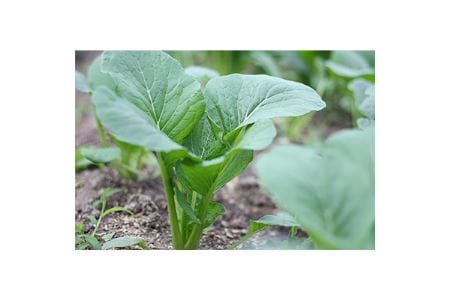 旬の奈良野菜セット(旬の野菜7品以上が入ります)/// 夏野菜 季節 厳選 旬 おまかせ 野菜セット セット 詰め合わせ 産地直送 奈良県 広陵町