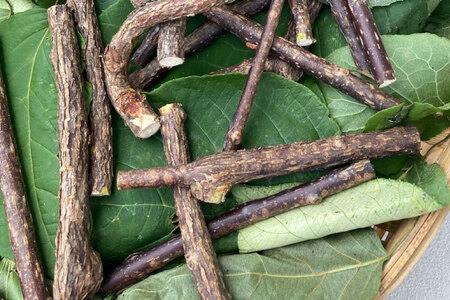 マタタビ 大切な猫ちゃんに！ 天然マタタビ 太物9本入り [佐久 宮城県 南三陸町 30ar0003]