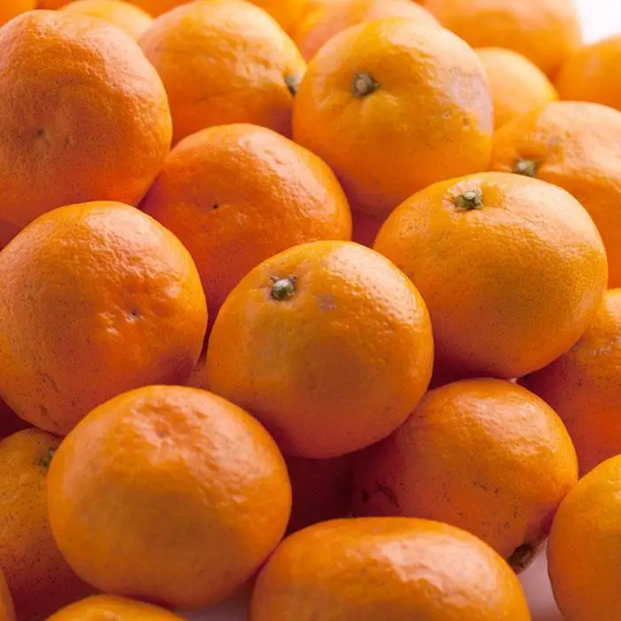 ［先行予約］プレミアム 有田みかん10kg+250g（傷み補償分）［2026年10月初旬から2027年1月末日頃順次発送予定］［IKE249］