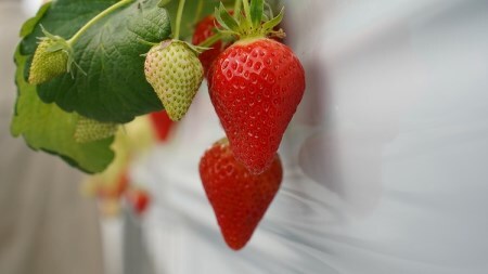 （予約受付中）【いちご定期便】（1月2月3月お届け）まるで赤いサファイア!!丹精込めた完熟いちご!! 約450g×3回 H130-013