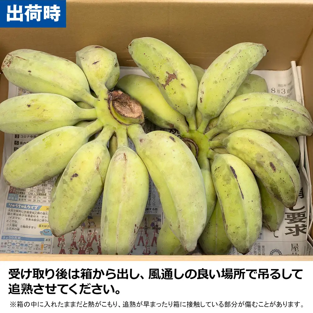 希少】沖縄本島産 南風原町農友会の「アップルバナナ」 3kg | 沖縄県