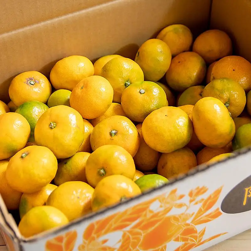 【先行予約】極早生みかん「南国の陽蜜・陽宝」5kg 糖度12度以上＜2-6a＞