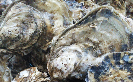【厚岸漁協直売店特製】 かきガンガン焼 Ｍセット20個  北海道 牡蠣 カキ かき  生牡蠣 殻付  魚介類 マルえもん