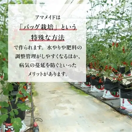 【2kg】ミニトマト 糖度8以上 アマメイド 　リピーター続出の人気野菜【1502584】