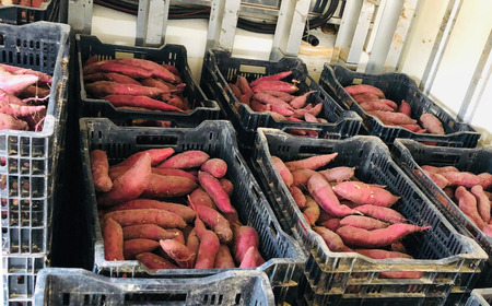 北海道産紅はるか 「しっとりやわらか 干し芋」100g×4袋