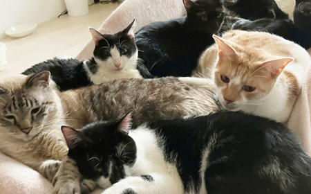 【南の島の動物愛護活動】保護猫活動等をサポート（3千円）- ねこ ネコ 地域猫 保護活動 支援 応援 さくらねこ 動物愛護 保護 里親 寄附のみ 沖縄県 八重瀬町