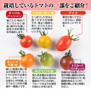 カラフルトマト食べ比べセット(約2kg・9品種の中から4品種以上)国産 宮崎県産 とまと 野菜 サラダ 黄色 オレンジ みどり 紫 アイコ 赤 セレブスイート【KT-2】【K.TFarm】
