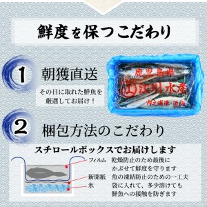 【0301103b】＜定期便・全2回(2月・3月)＞「冬の鮮魚BOX」朝獲れ発送！鮮魚問屋が厳選したおまかせ鮮魚(約2kg程度×2回)  魚 魚介類 鮮魚 海鮮 詰め合わせ セット 刺身 天ぷら 煮つけ 塩焼き【江川商店】