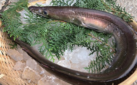 鱧 湯引き 鱧しゃぶ 500g 骨切り 切身 冷凍 旬 天然鱧 しゃぶしゃぶ 鱧鍋 鱧料理 ／ 大分県産活じめ鱧（はも）しゃぶしゃぶセット 500g [3～5人前] ＜108-009＞ 