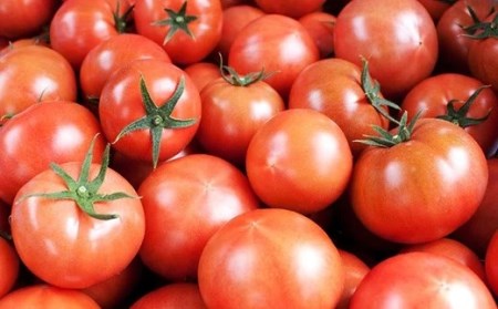 シュガートマト フルーツトマト 高糖度トマト 1kg（糖度8度以上）｜高知県産 甘い トマト ビアンコ