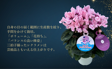 【先行予約】シクラメン リップスオレンジ 5号鉢 花ギフト 根本園芸 ｜ シクラメン