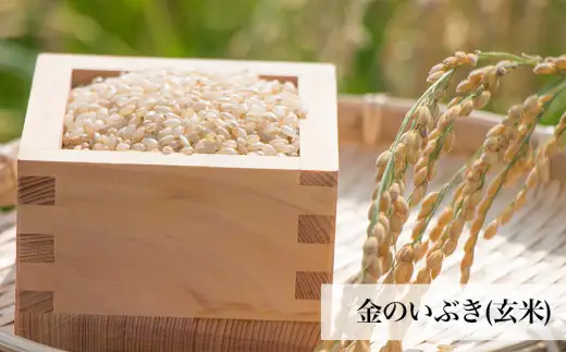 令和7年産 玄米 宮城県産 ヨシ腐葉土米 金のいぶき 2.7kg(900g×3) 真空パック 小分け 宮城県 石巻市