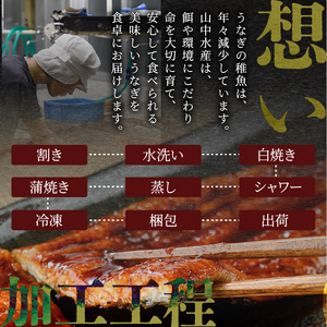 【鹿児島県産】鰻 の 蒲焼 無頭背開き 約165g×2尾 山中水産 IB022-001 うなぎ