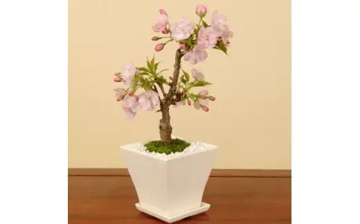 【39-03】 養庄園 桜盆栽