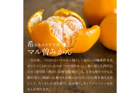 【11/15より発送】三豊市産 極上【マル曽 早生みかん約5kg】S～Mサイズ