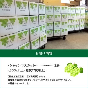 【8月中旬より発送】シャインマスカット大粒 2房【800g以上】【糖度17度以上】