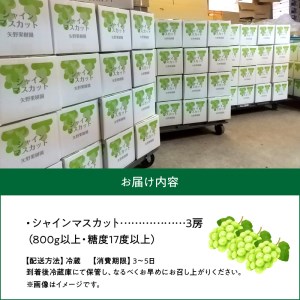 【8月下旬より発送】シャインマスカット大粒 3房【800g以上】【糖度17度以上】