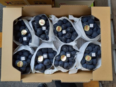【7月上旬から】【さぬき讃フルーツ】NEWピオーネ 約5kg
