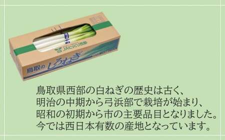 鳥取県産 白ねぎ 3kg