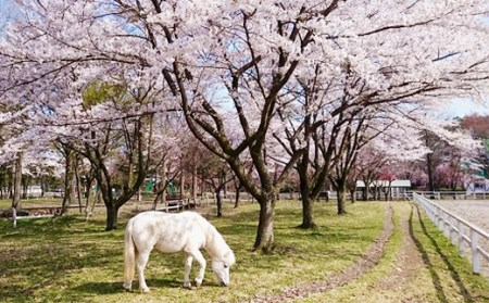 引馬体験 1回分 チケット 【馬っこパーク・いわて】／ ふれあい 引馬 引き馬 乗馬 体験 乗馬体験 馬 ホース ホースセラピー 動物 アニマル アニマルセラピー セラピー 癒し 体験チケット 観光 遊び あそび お出掛け お出かけ おでかけ アクティビティ 子供 子ども こども 大人 おとな おすすめ
