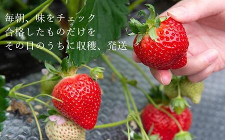 【2027年1月～4月出荷分予約販売】★たっぷり！2倍の量★武下さんちの「完熟あまおう」3Lサイズ 900g入り